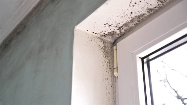 Why You Should Choose Our Mold Remediation Services in Glendora, CA